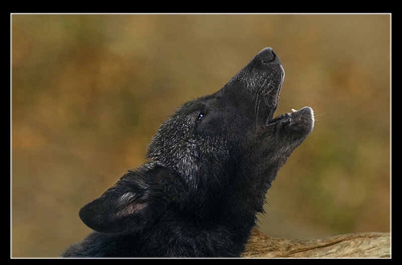Black Wolf Howling