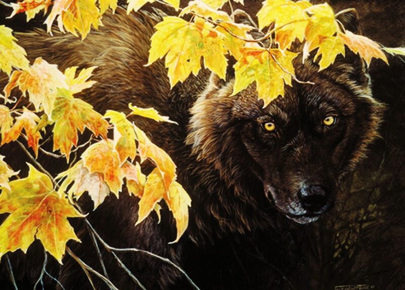Black Wolf in Autumn