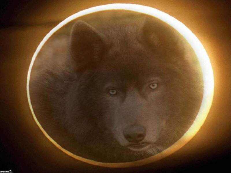 Black Wolf in Eclipse