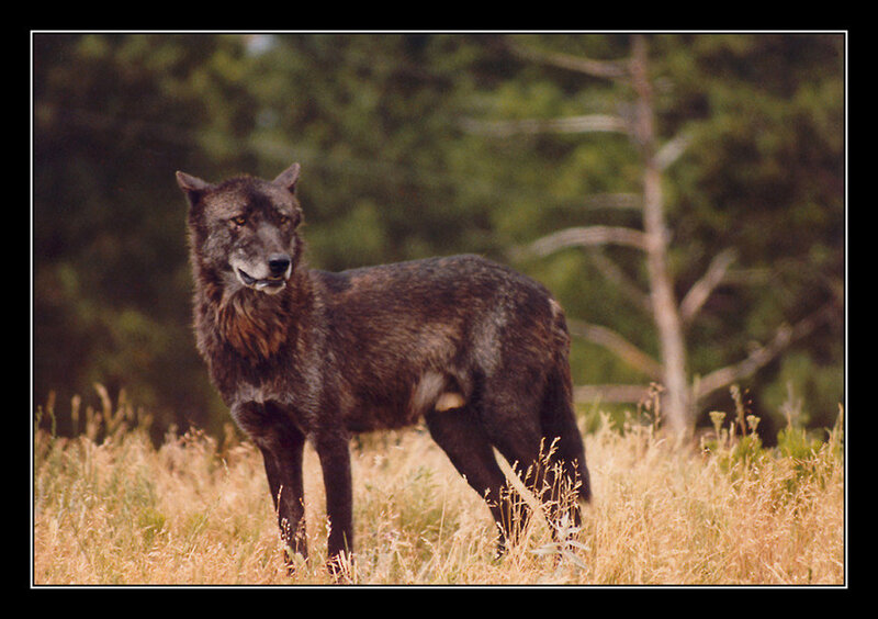 Black Wolf in Field — Brown