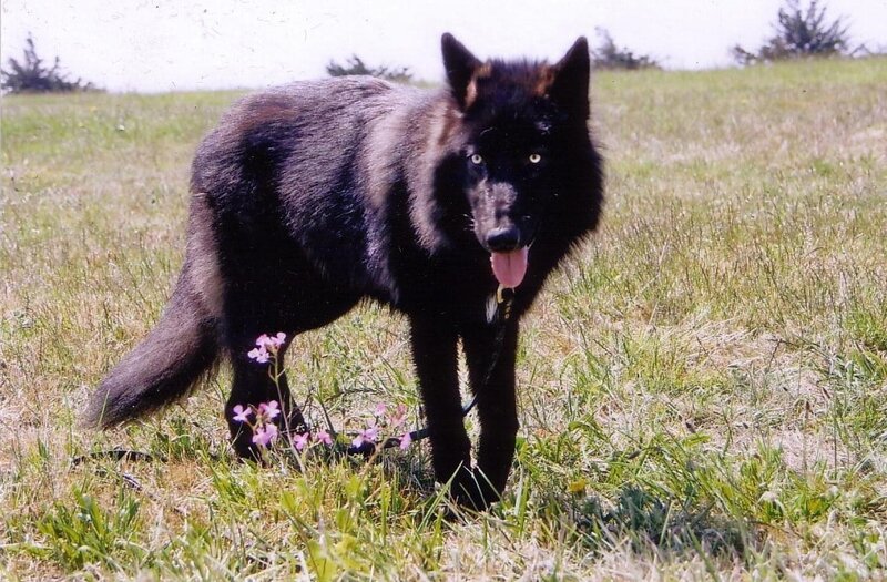 Black Wolf in Field — Calm