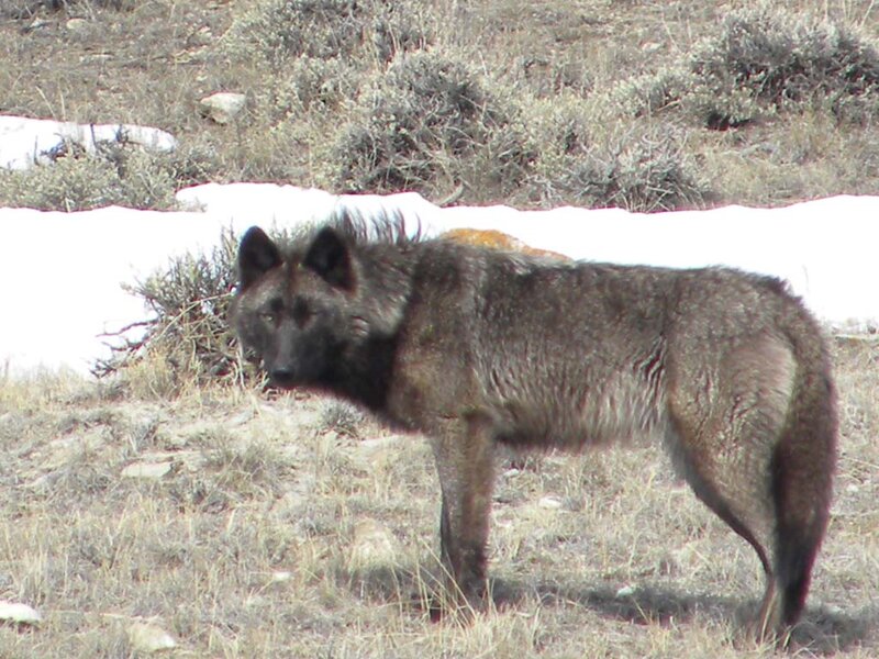 Black Wolf in Field — Gray