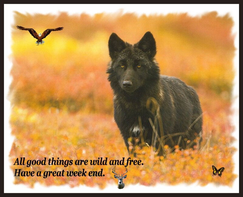 Black Wolf in Field — Orange