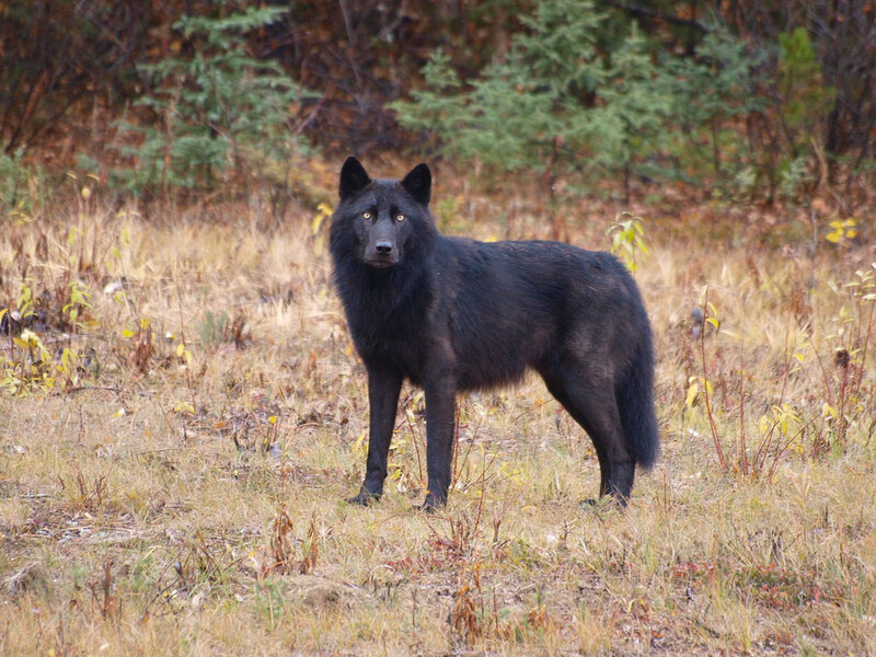 Black Wolf in Field