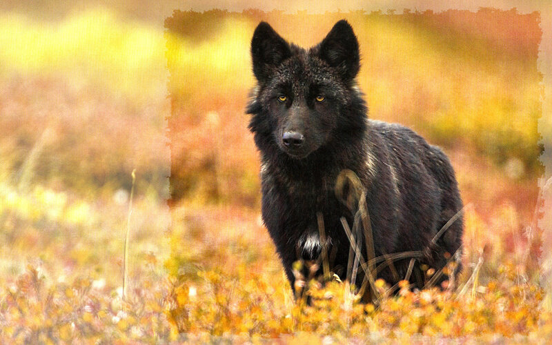 Black Wolf in Field — Yellow
