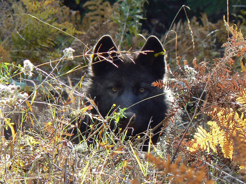 Black Wolf in Foliage — Alert, Autumn