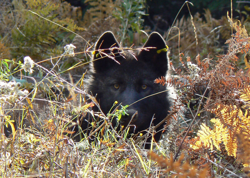 Black Wolf in Foliage — Alert