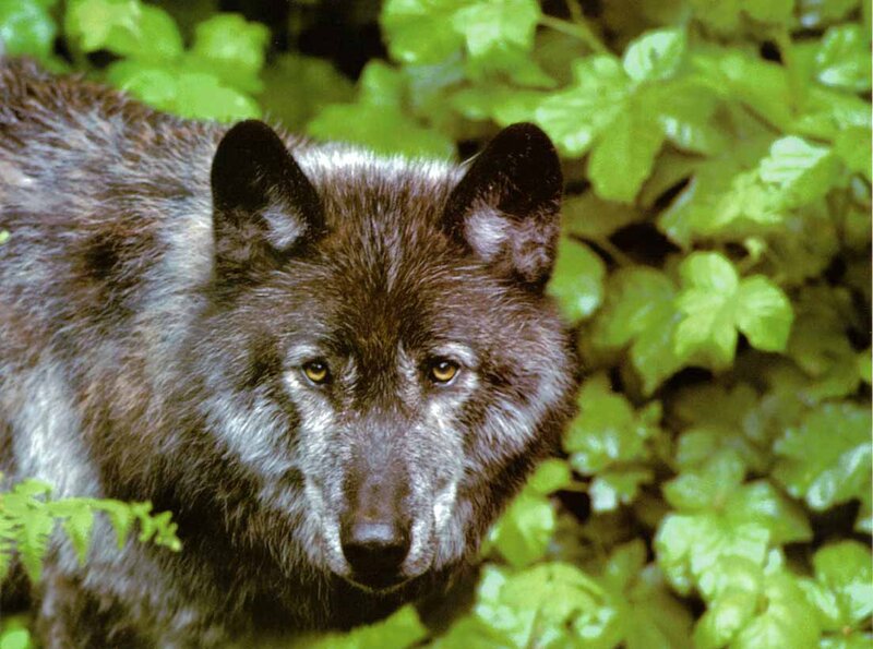 Black Wolf in Foliage