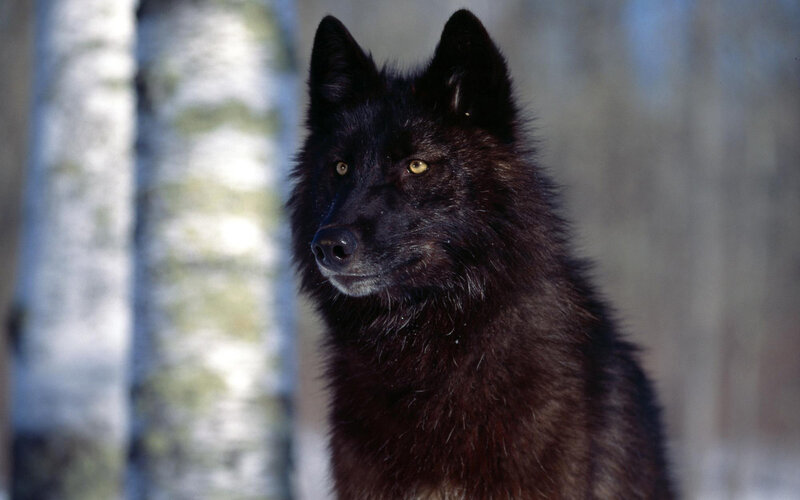 Black wolf in forest