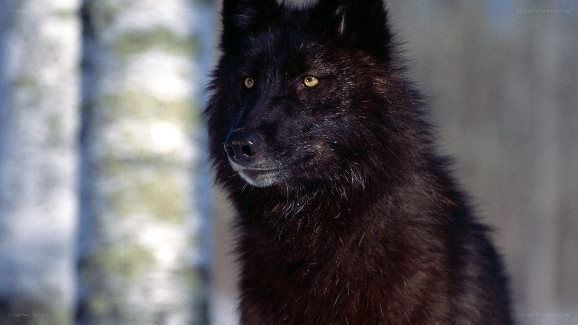 black wolf in forest
