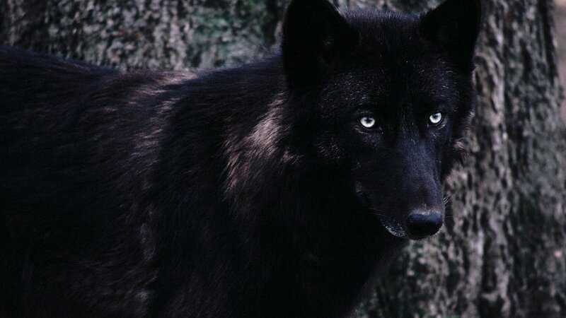 black wolf in forest
