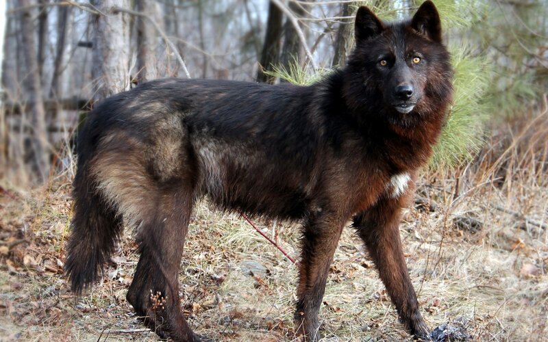 Black Wolf in Forest — Alert, Autumn, Photograph