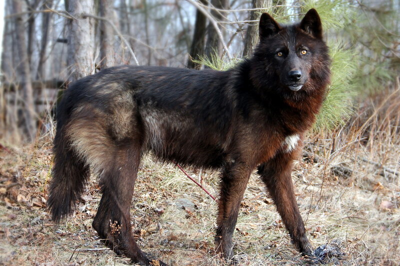 Black Wolf in Forest — Alert, Autumn, Photograph, Trees