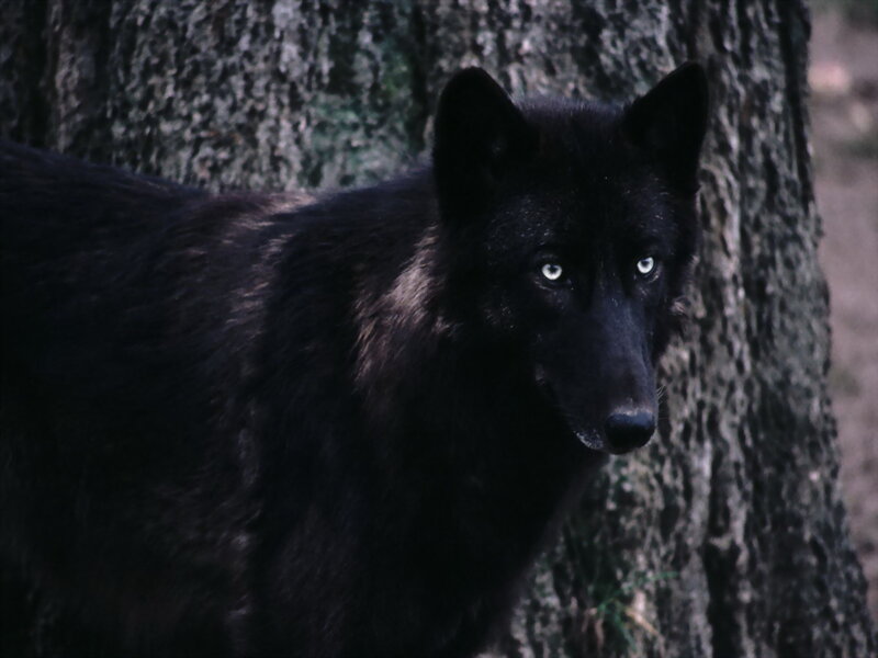 Black Wolf in Forest — Alert, Photograph
