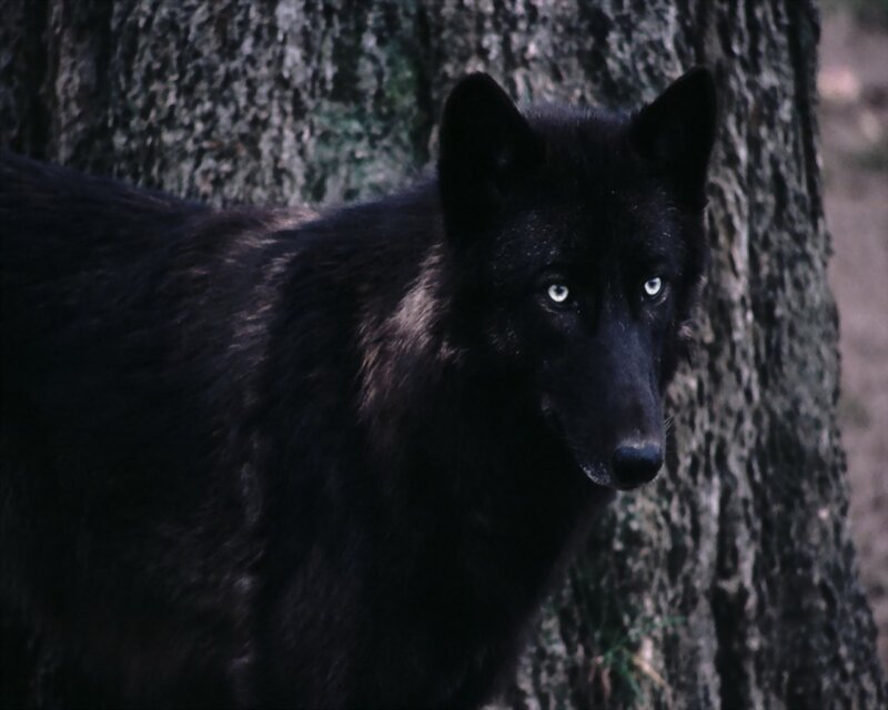 Black Wolf in Forest — Alert, Photograph, Tree
