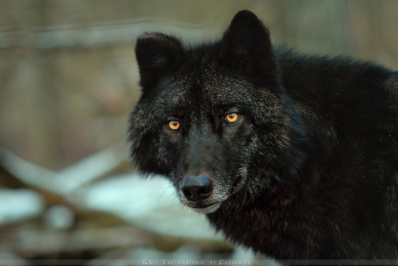 Black Wolf in Forest — Alert, Winter, Photograph, Snow