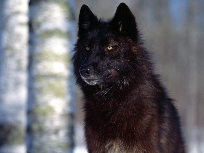 Black Wolf in Forest — Alert, Winter, Photograph