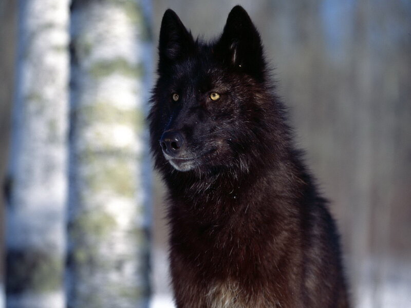 Black Wolf in Forest — Alert, Winter, Photograph, Trees