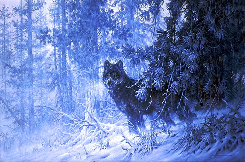 Black Wolf in Forest — Blue, Cold
