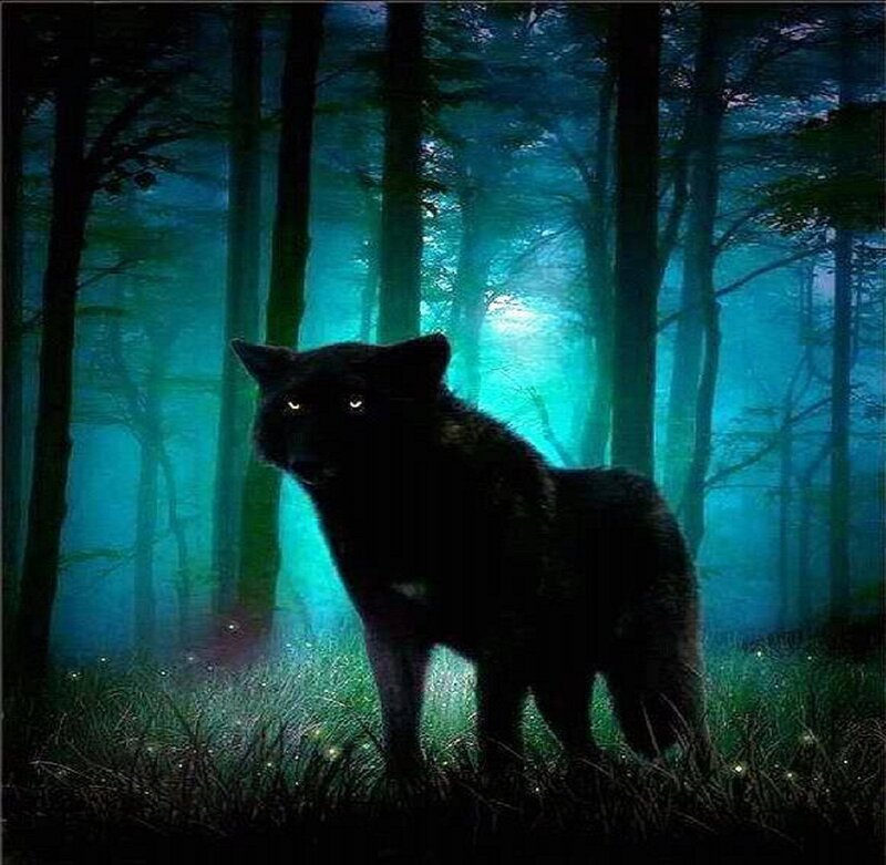 Black Wolf in Forest — Blue, Mysterious