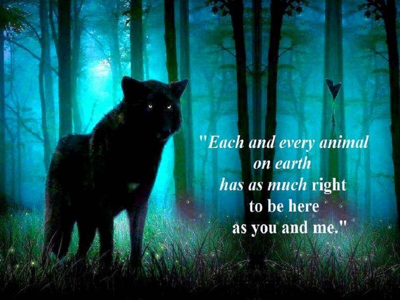 Black Wolf in Forest — Blue, Mystical