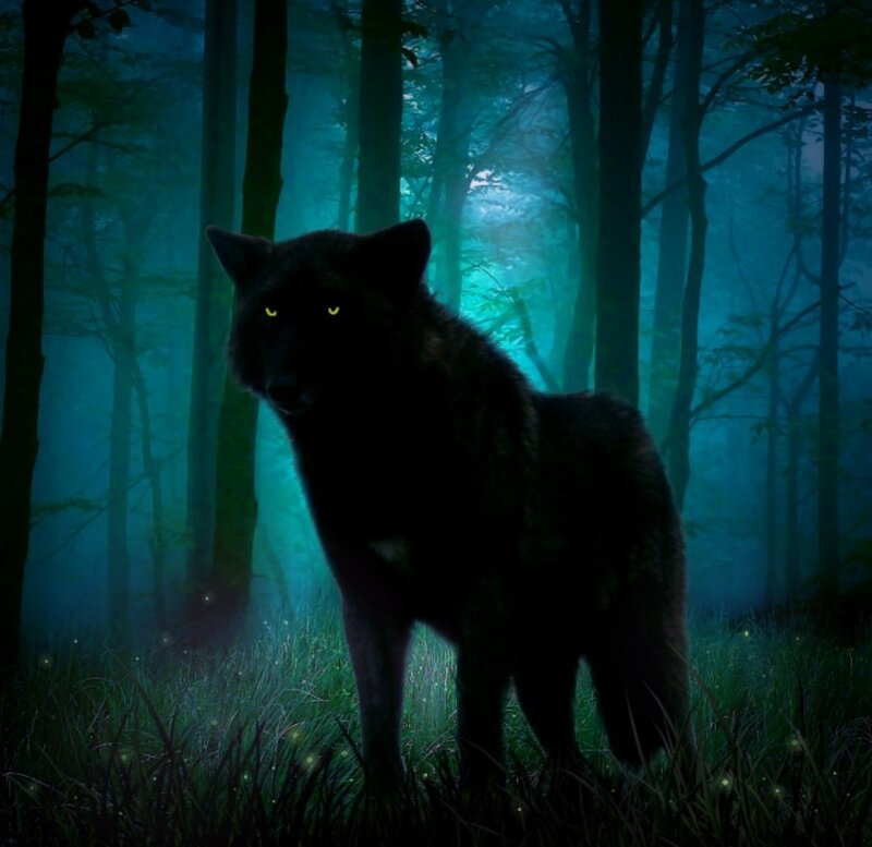Black Wolf in Forest — Blue