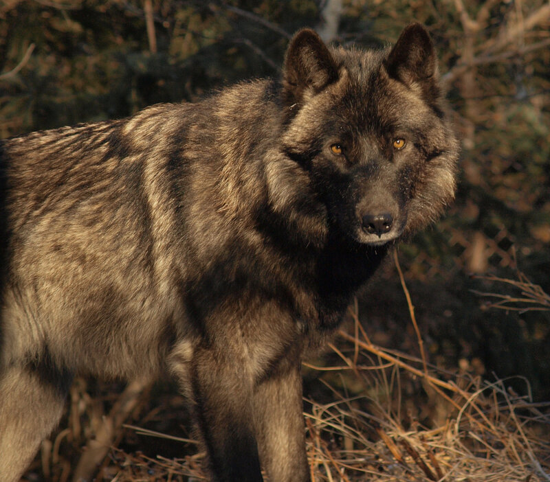 Black Wolf in Forest — Brown, Alert