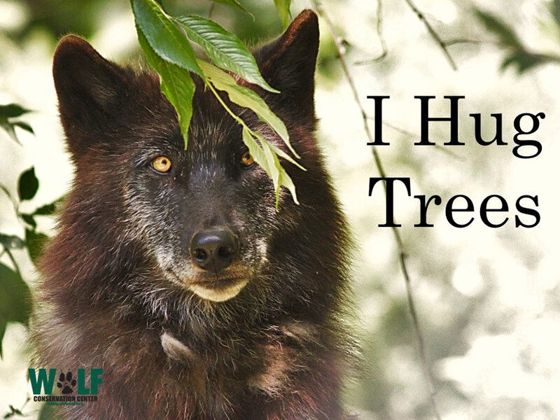 Black Wolf in Forest — Brown, Calm