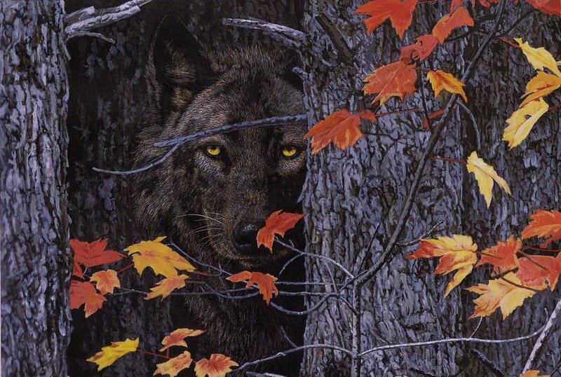 Black Wolf in Forest — Brown