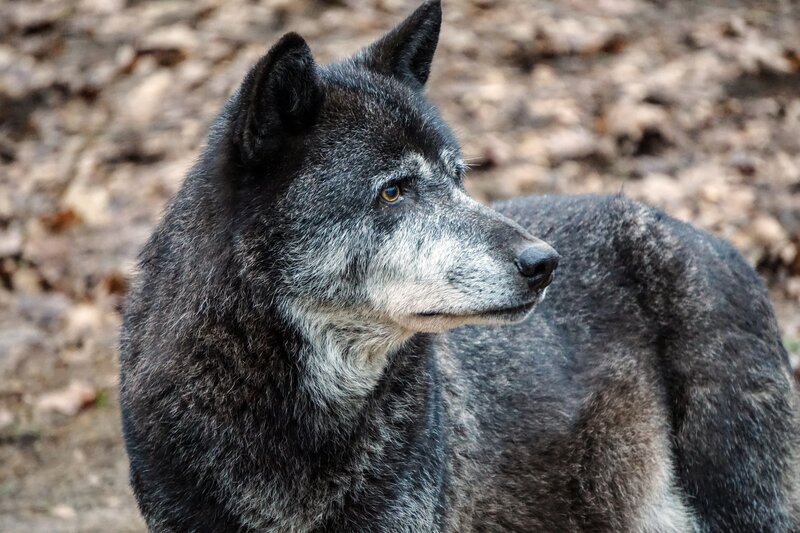 Black Wolf in Forest — Calm, Autumn