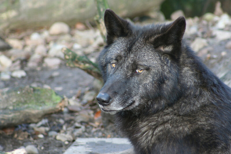 Black Wolf in Forest — Calm