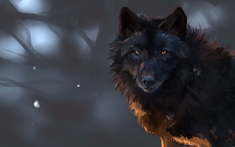 Black Wolf in Forest — Dark