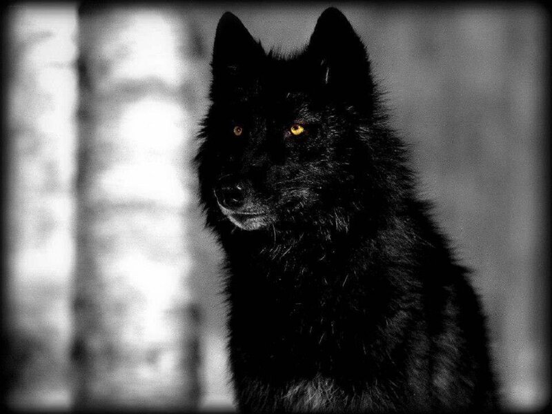 Black Wolf in Forest — Dramatic