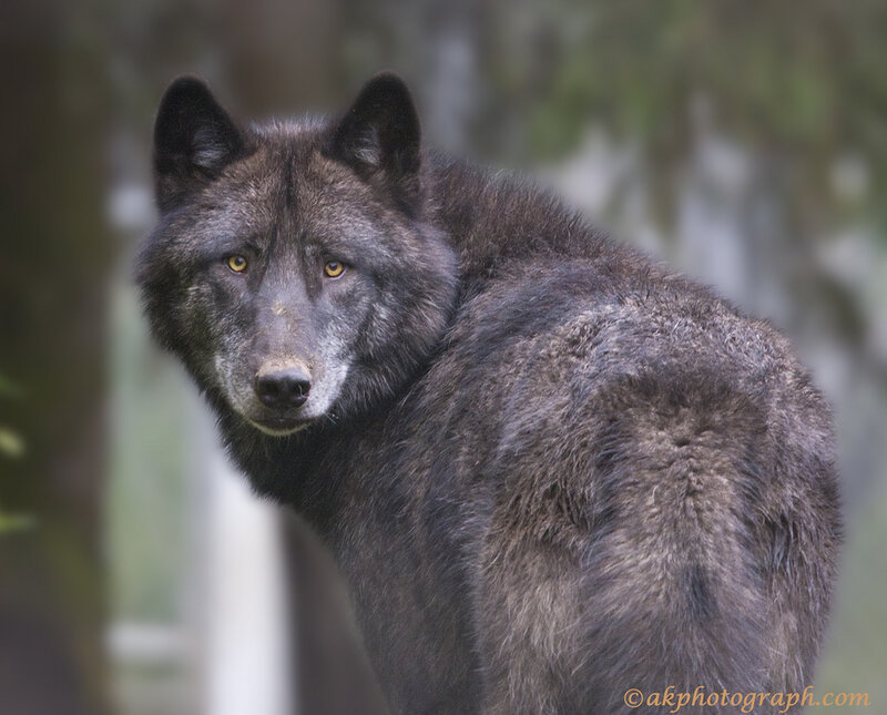 Black Wolf in Forest — Gray, Alert, Photograph