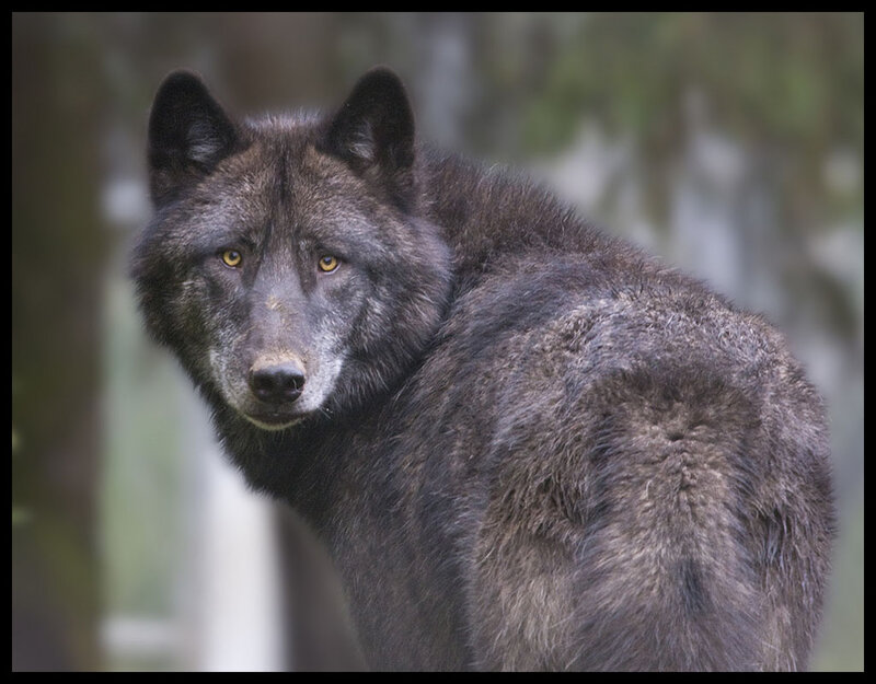 Black Wolf in Forest — Gray, Alert, Photograph, Trees