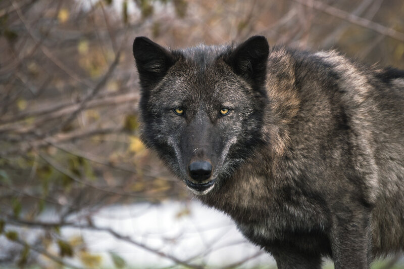 Black Wolf in Forest — Gray, Alert, Winter