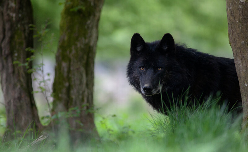 Black Wolf in Forest — Green, Alert, Morning