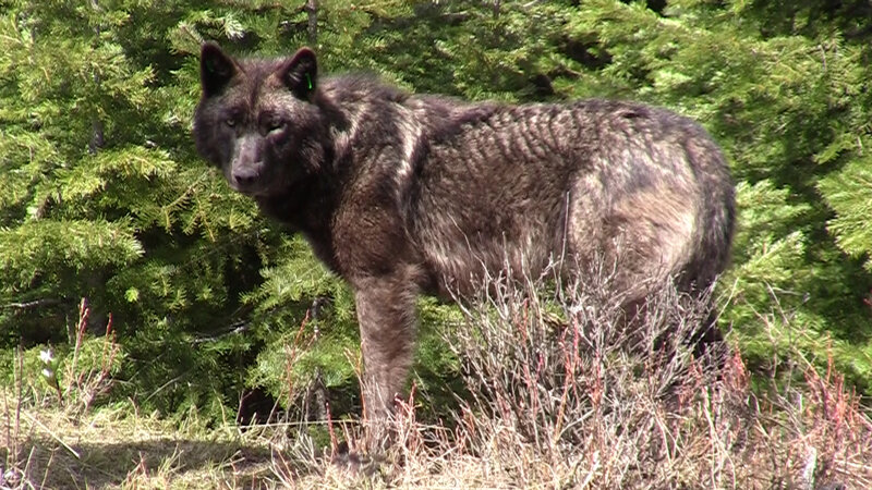 Black Wolf in Forest — Green, Alert