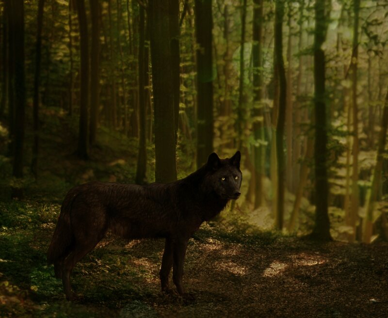 Black Wolf in Forest — Green, Dramatic