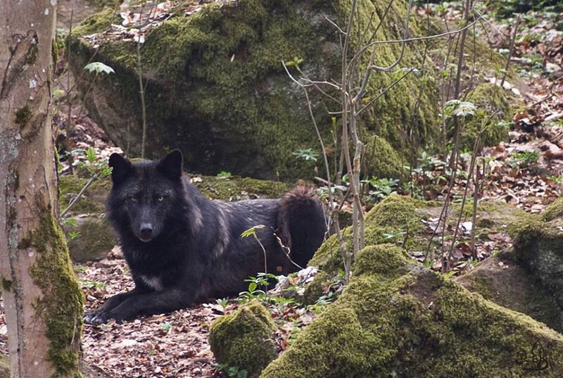 Black Wolf in Forest — Green, Natural, Autumn