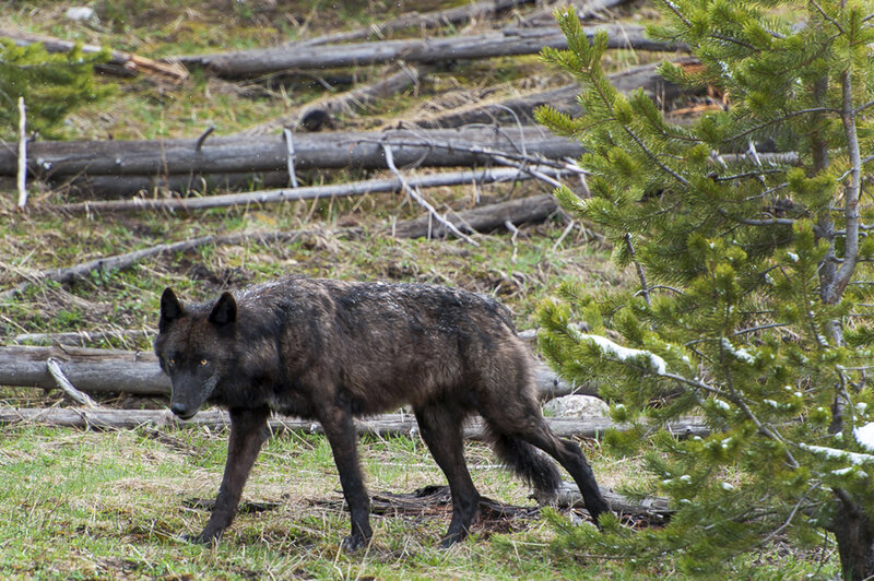Black Wolf in Forest — Green, Natural, Spring