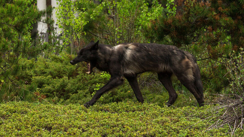 Black Wolf in Forest — Green, Natural, Summer