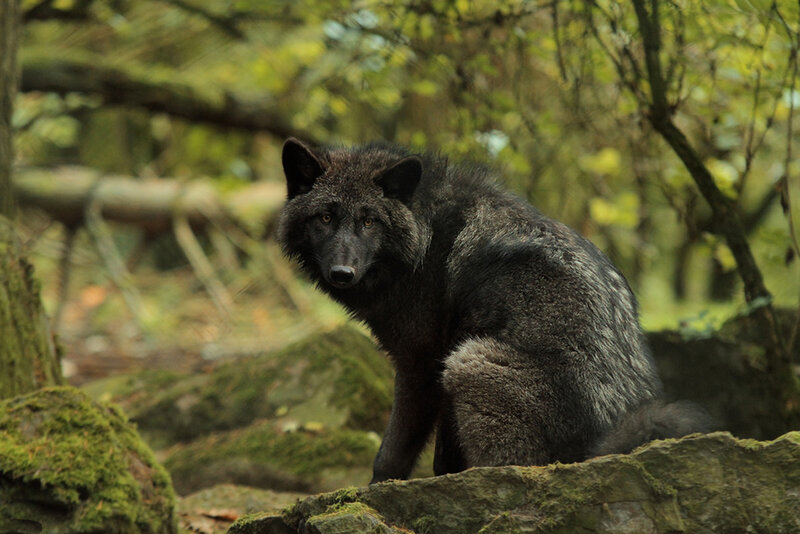 Black Wolf in Forest — Green, Natural