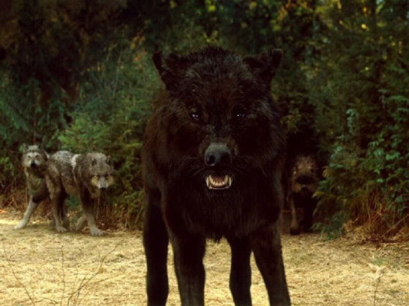 Black Wolf in Forest — Green