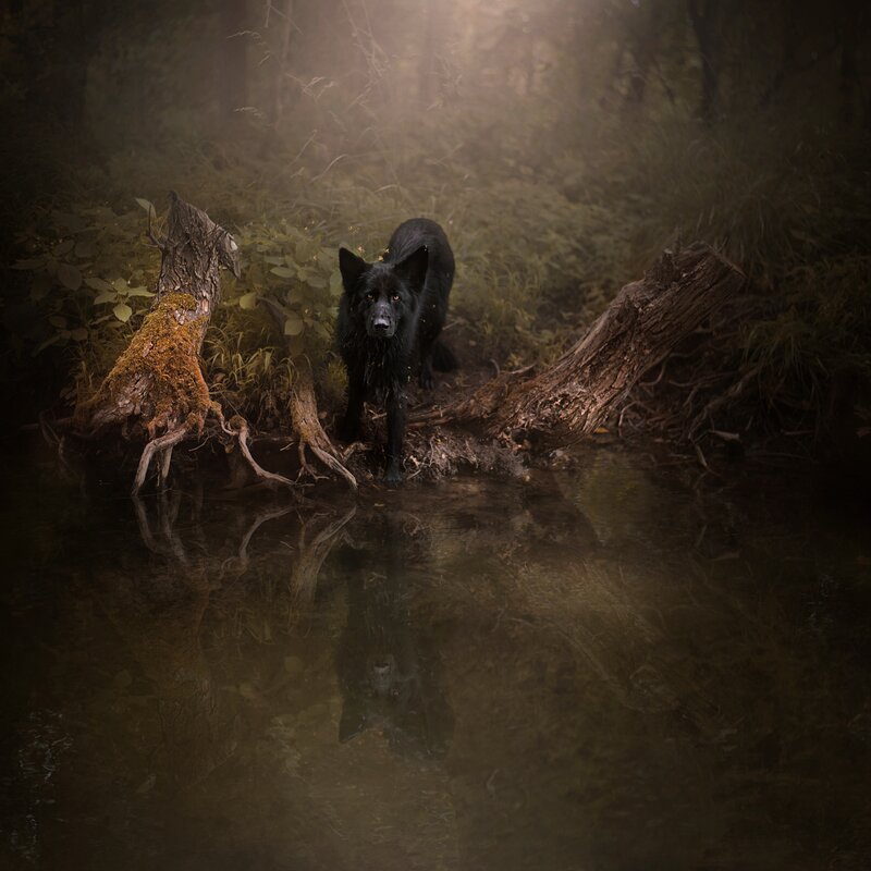 Black Wolf in Forest — Mysterious