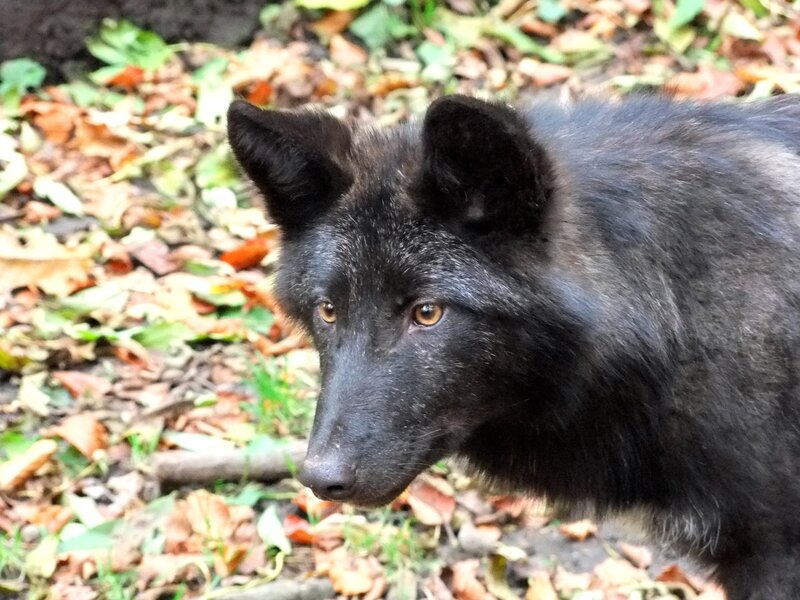Black Wolf in Forest — Natural, Autumn, Photograph