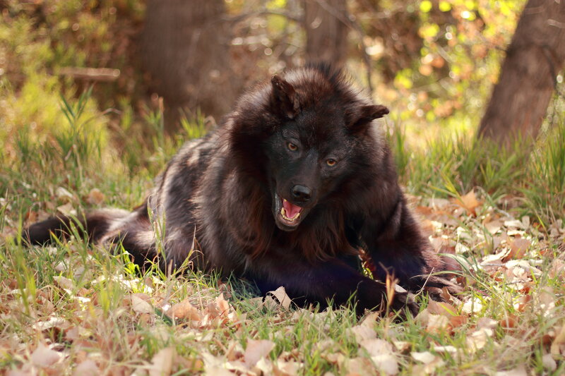 Black Wolf in Forest — Natural, Autumn