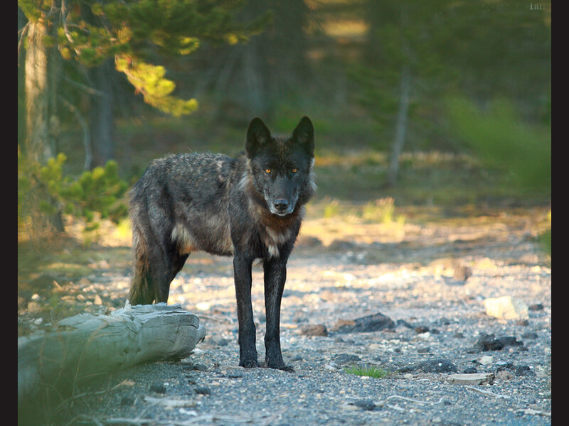 Black Wolf in Forest — Natural, Morning