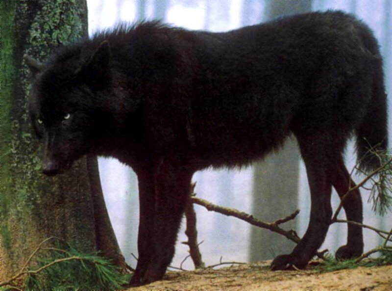 Black Wolf in Forest — Natural