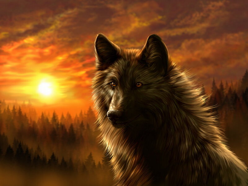 Black Wolf in Forest — Orange